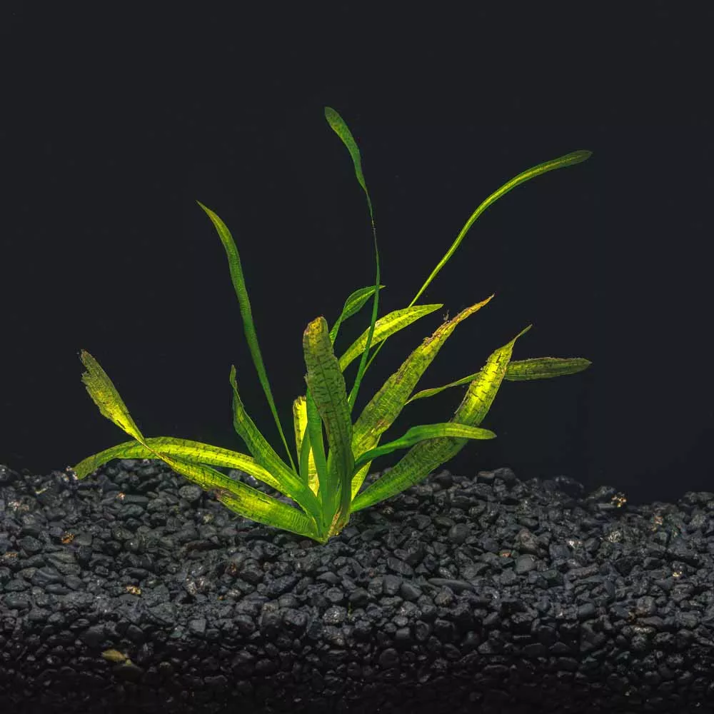 Jungle Val - Vallisneria Americana