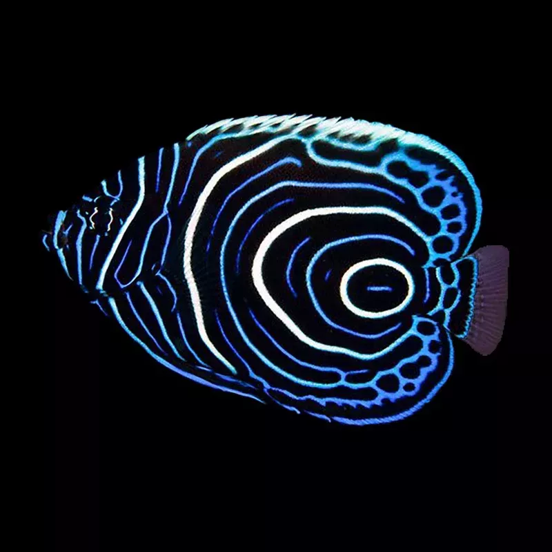 Juvenile Emperor Angelfish