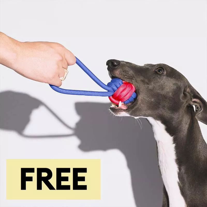 Knots Rope Tug Dog Toys – Color Clash
