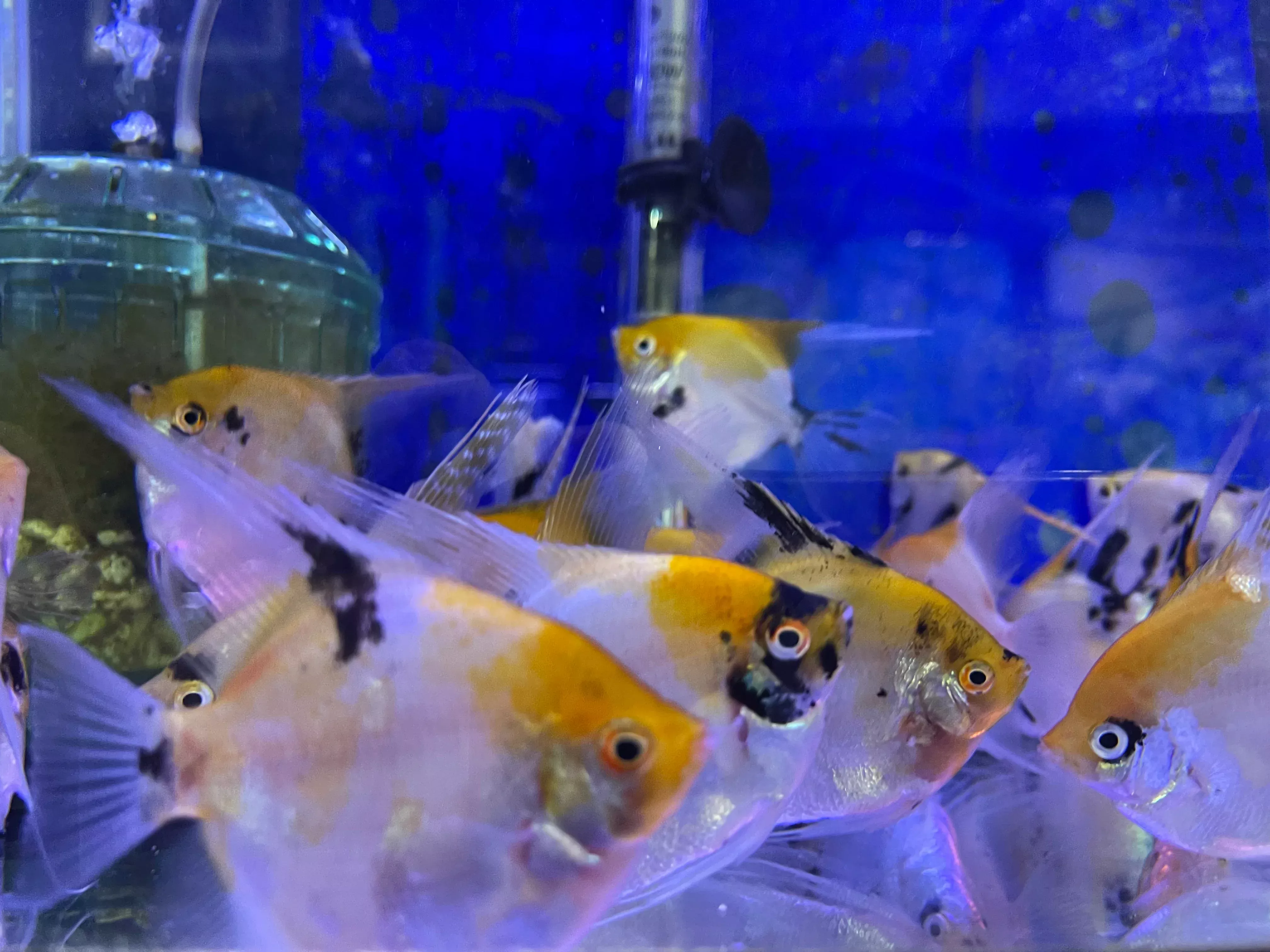 Koi Angel (Pterophyllum scalare)