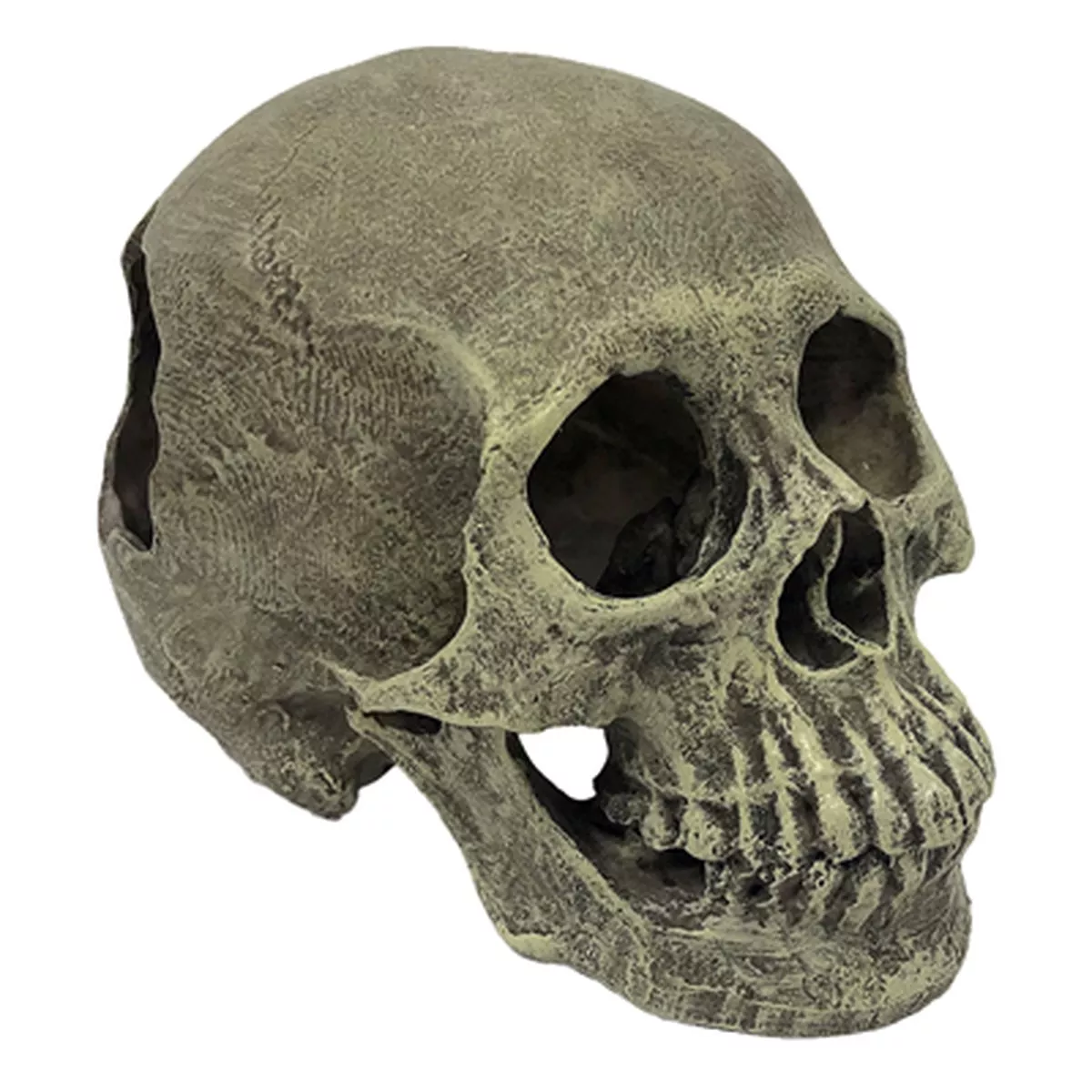 Komodo Full Human Skull Reptile Habitat Decoration