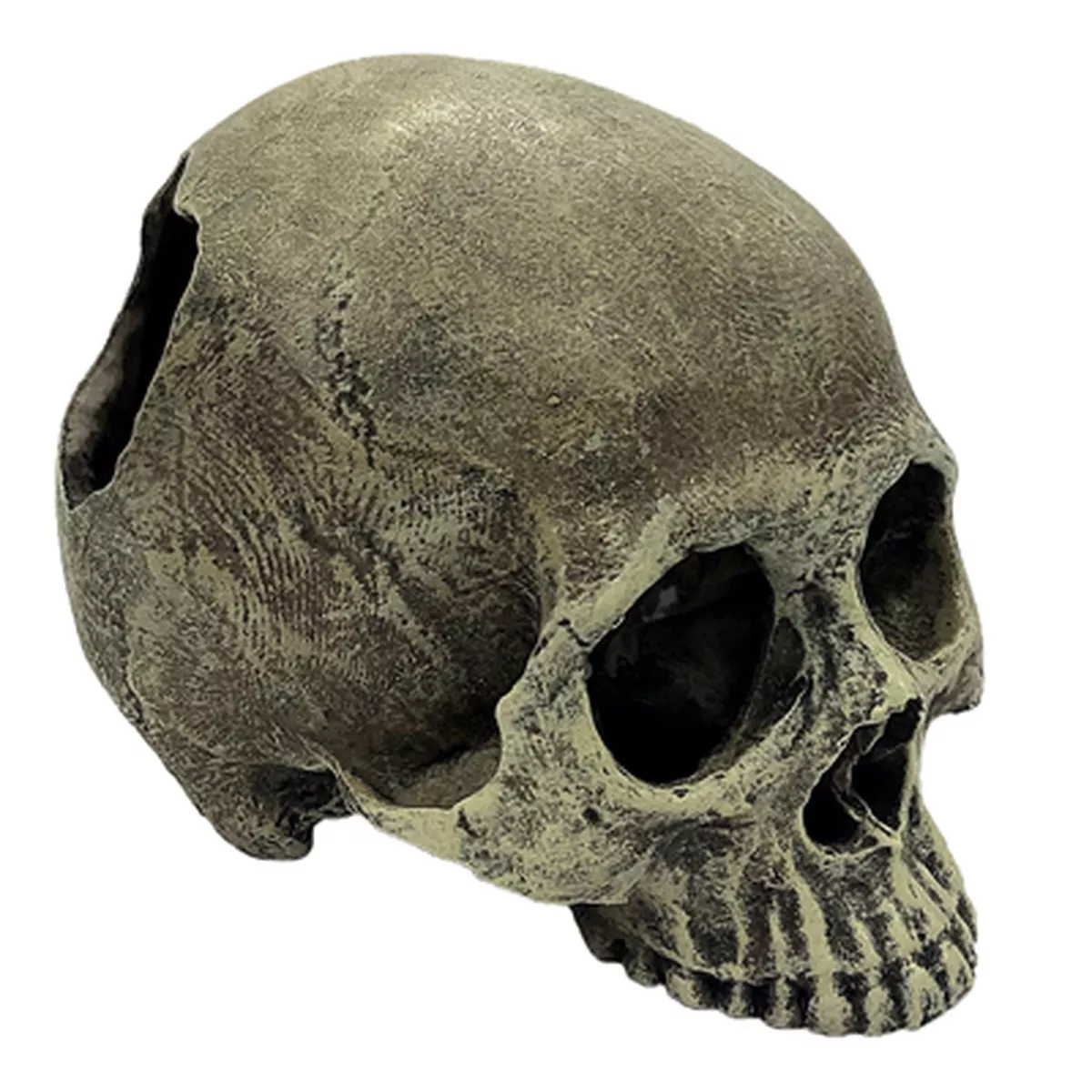 Komodo Half Human Skull Reptile Habitat Decoration