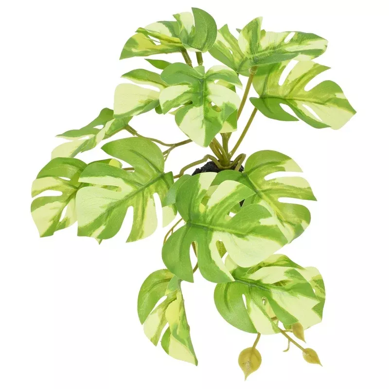 Komodo Standing Variegated Monstera | Best Sellers