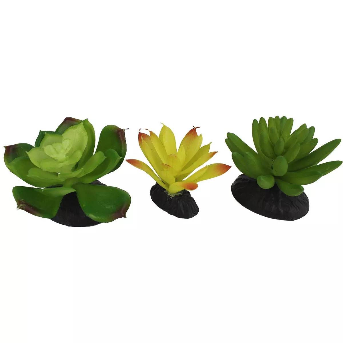 Komodo Succulent, 3 Pack