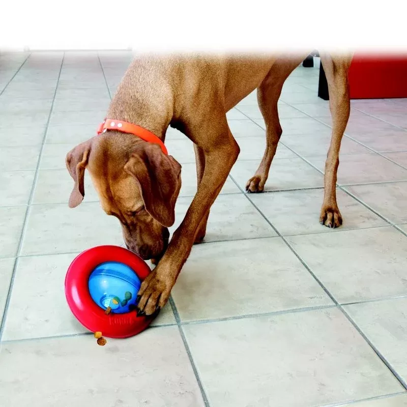 KONG Gyro Treat Dispensing Dog Toy