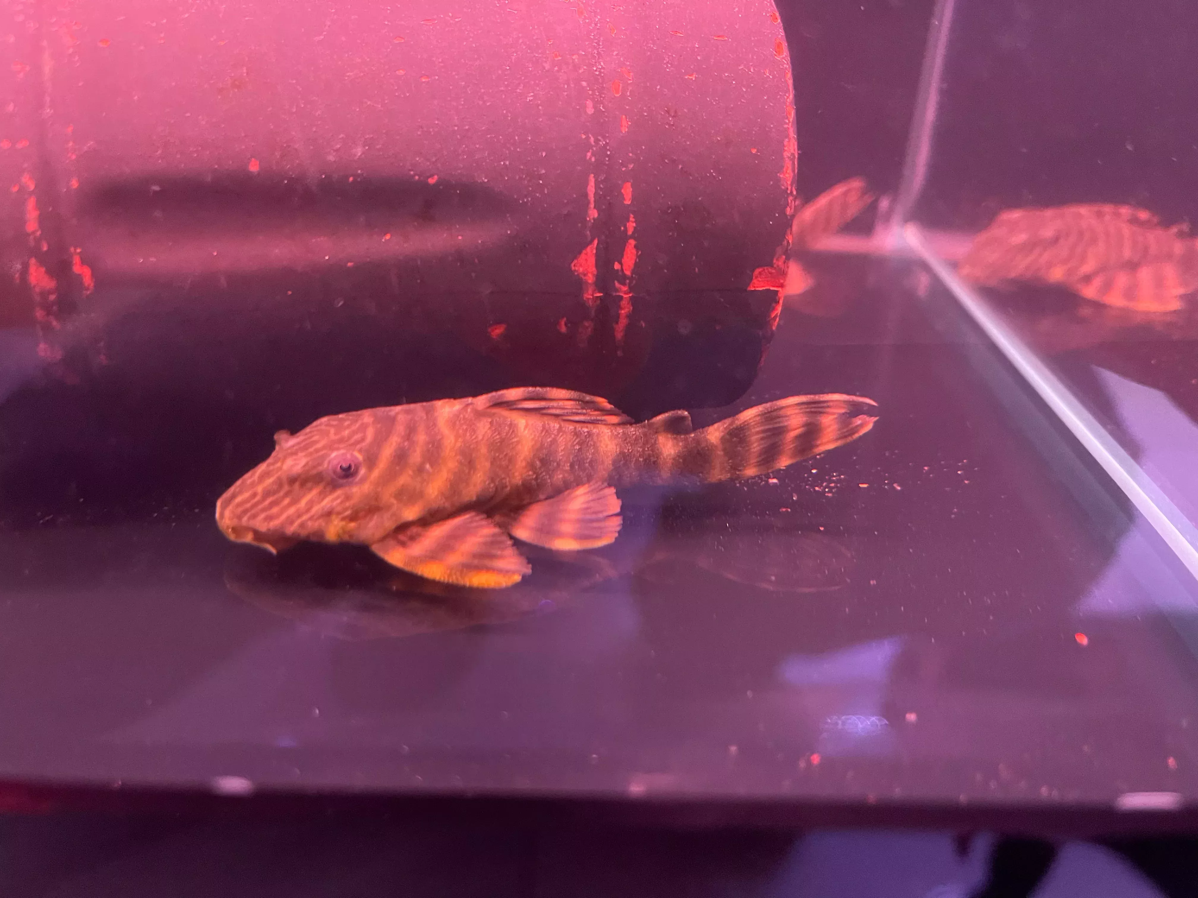 L002 Tiger Pleco (Panaqolus sp.)