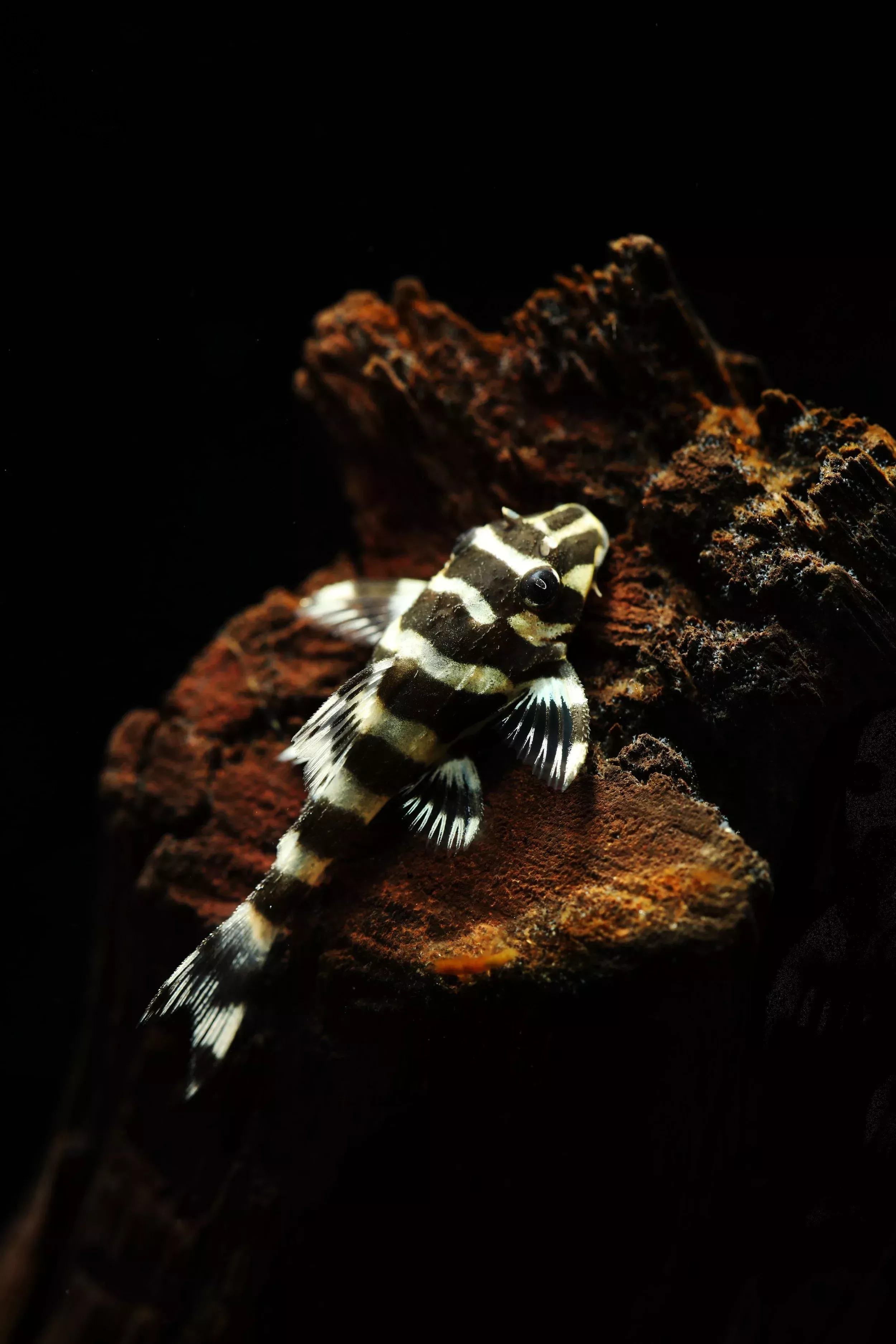 L134 Leopard Frog Pleco