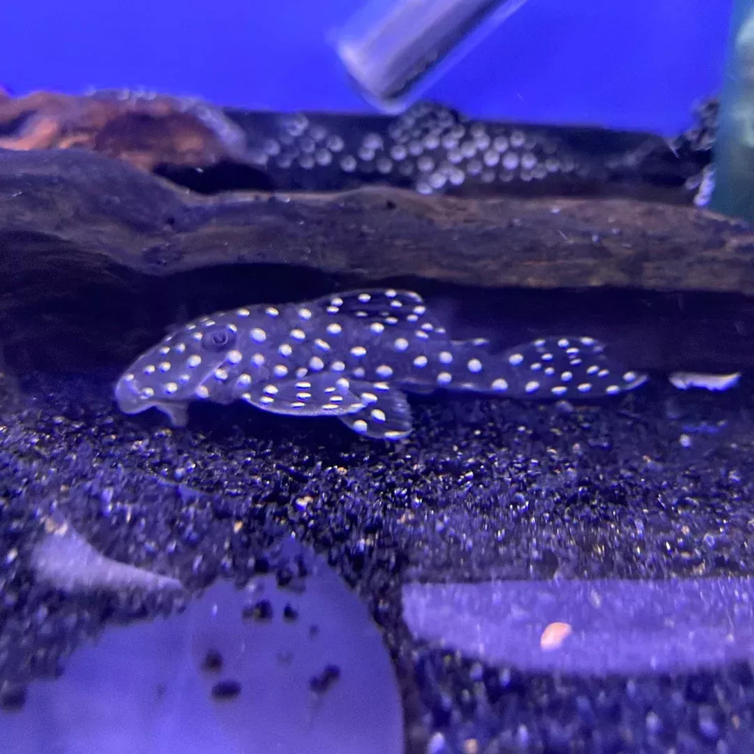L142 / LDA33 SnowBall Pleco (Baryancistrus sp)