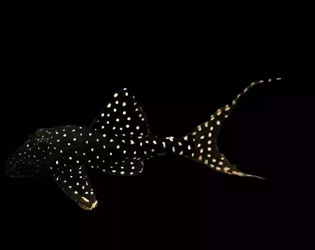 L155 ADONIS PLECO (Acanthicus Adonis)