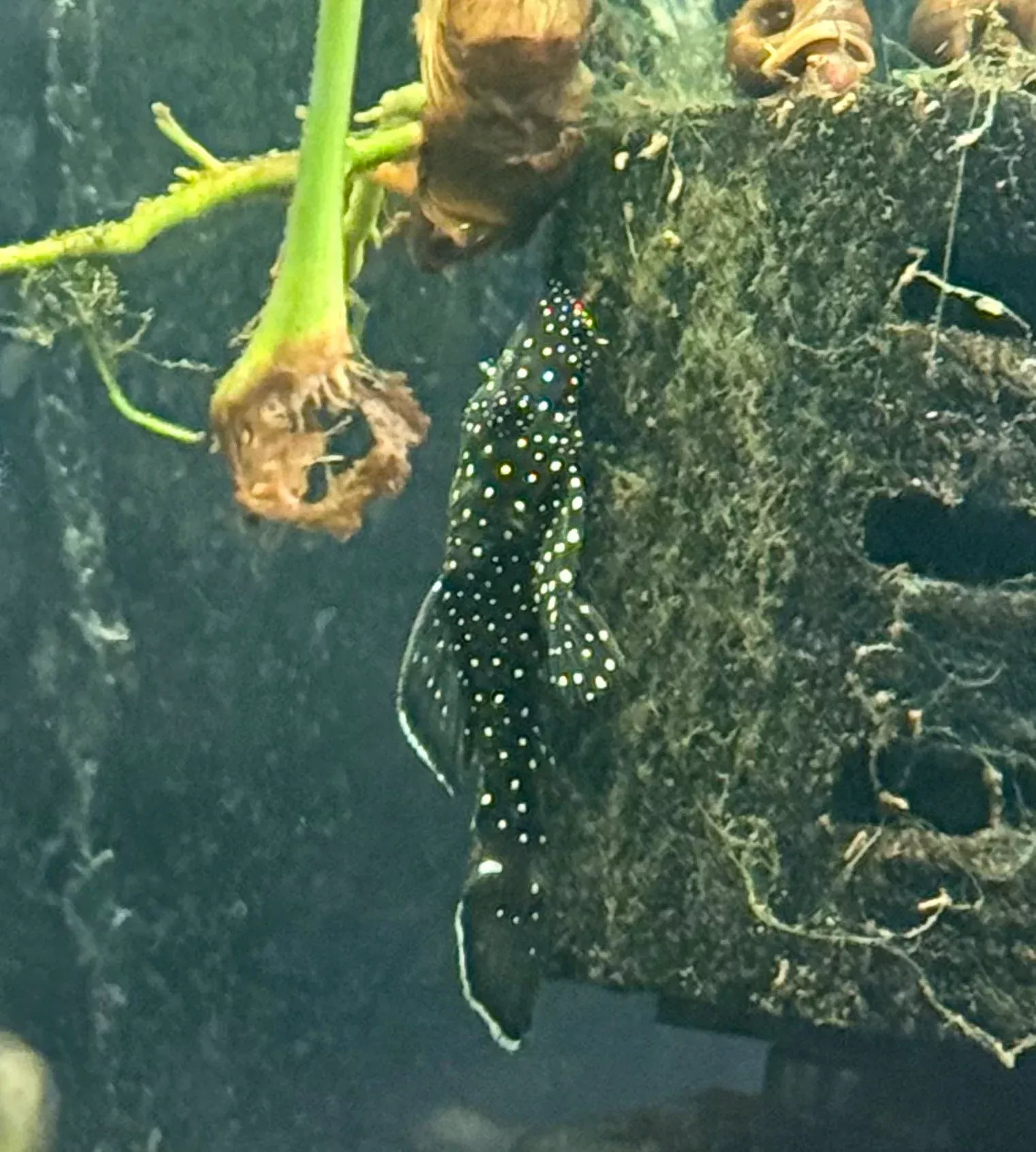 L183 Bluefin White Seam Bristlenose Pleco – L