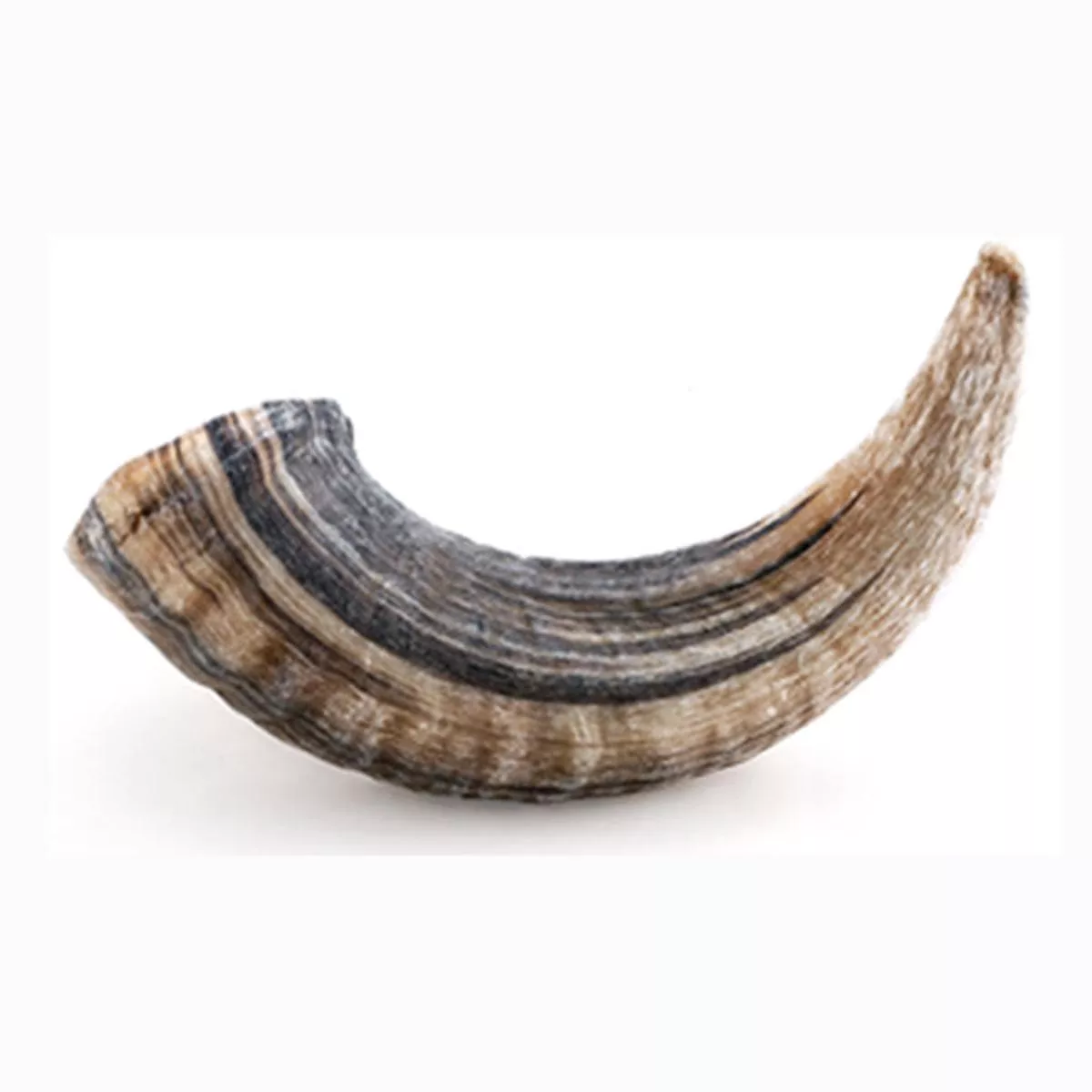 Lamb Horn
