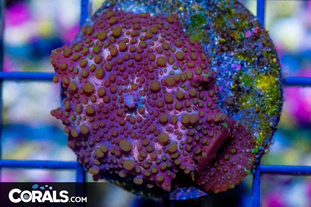 LAVA FLOW Mushroom Frag DISCO ULTRA PURPLE/PINK/SPOTTED w/ Baby!