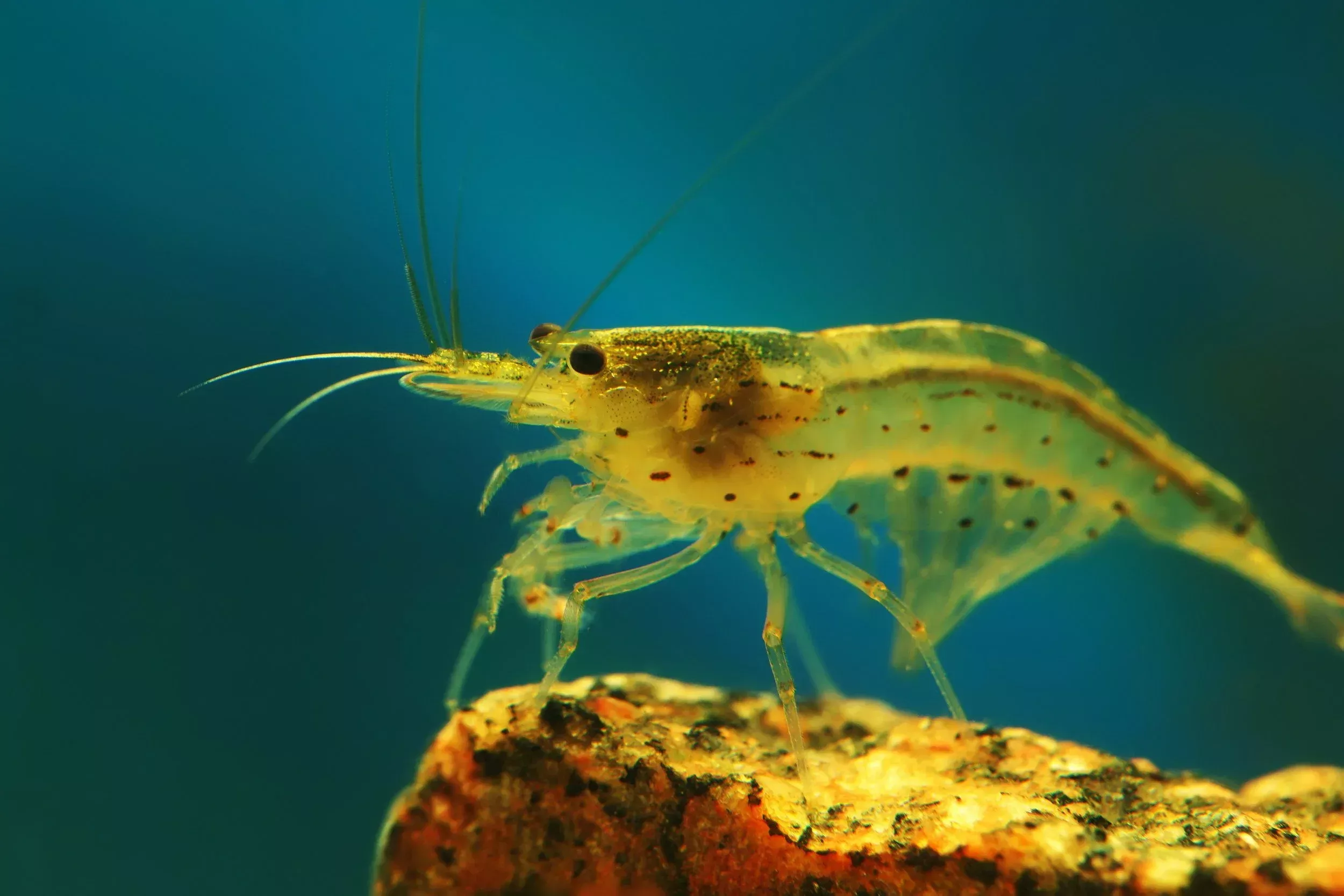 Lemon Lime Amano Shrimp