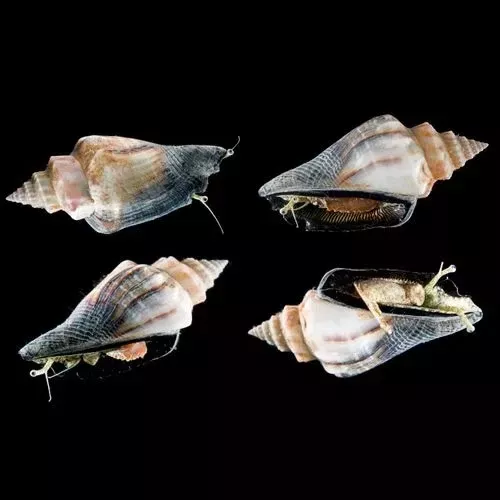 Little Bear Conch