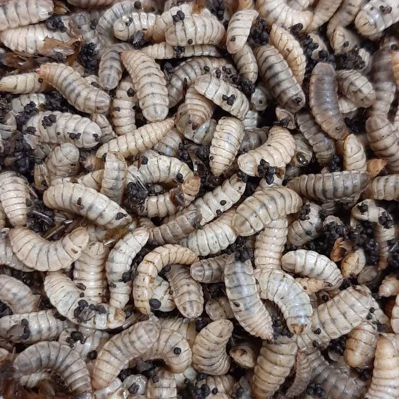 Live Black Soldier Fly Larvae – “EXTREME Worms”