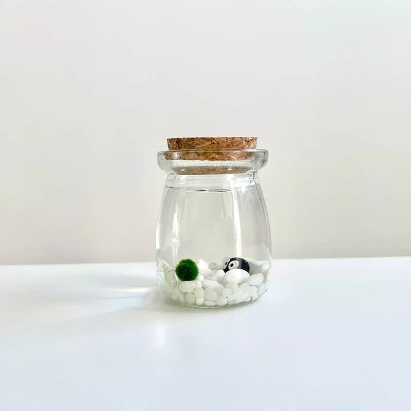 Live Moss Balls Mini Aquarium Jar