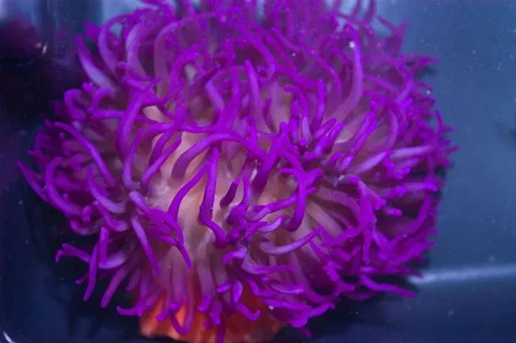 Long Tentacle Anemone – Purple 10″
