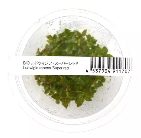 Ludwigia Repens ‘ Super Red’ADA IC407