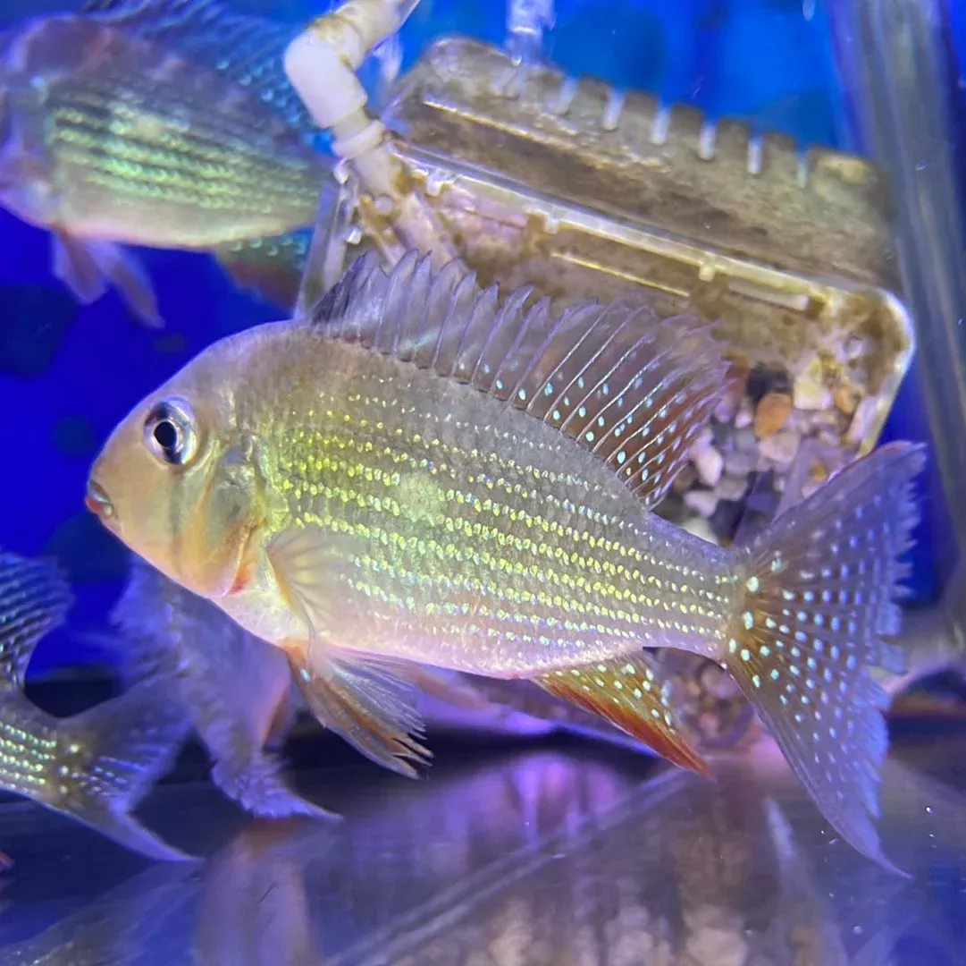 Luo Han Hecklii Geophagus (Acarichthys heckelii)