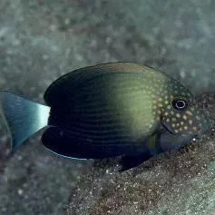 Maculiceps Tang – XL Show Size!