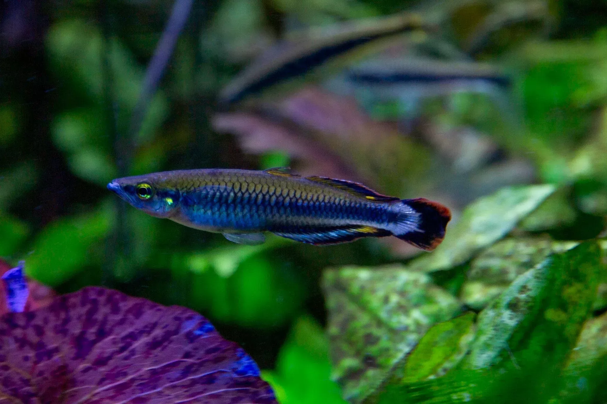 Madagascar Rainbowfish 2″-3″ Unsexed
