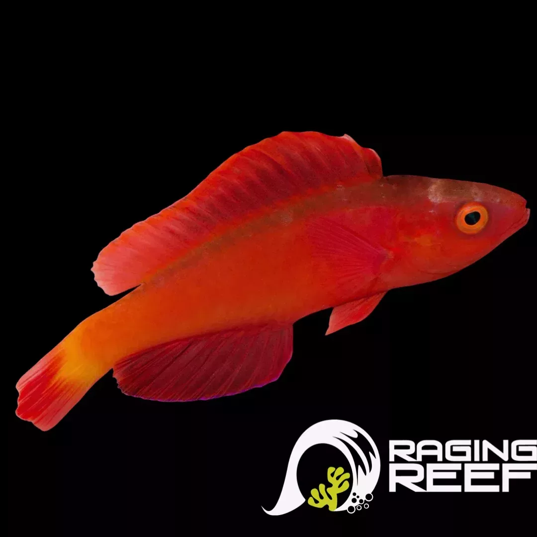Magma Wrasse (Cirrhilabrus shutmani)