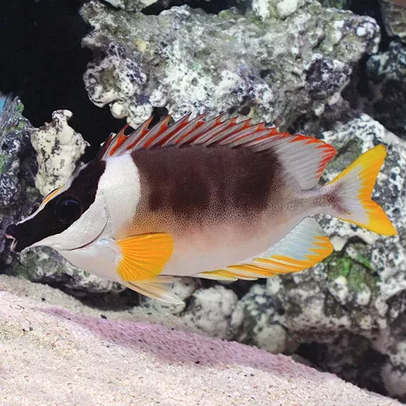 Magnificent Foxface Rabbitfish