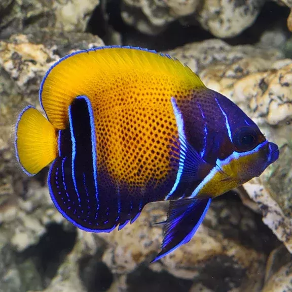 Majestic Angelfish – Captive Bred by Bali Aquarich