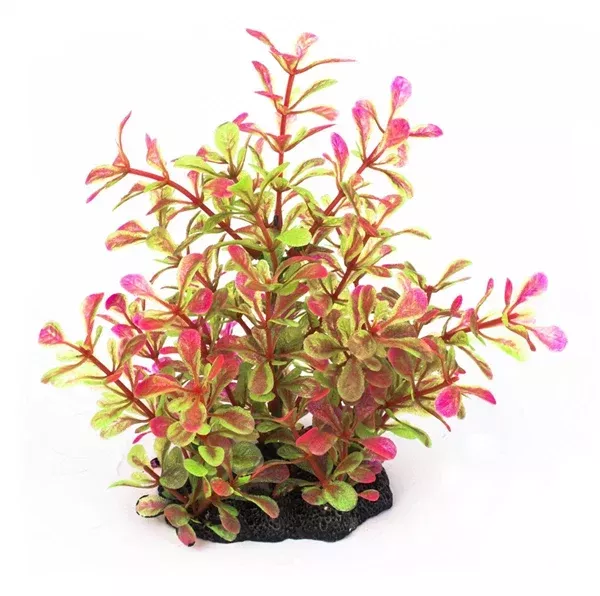 Majestic Hebe Plant 15cm