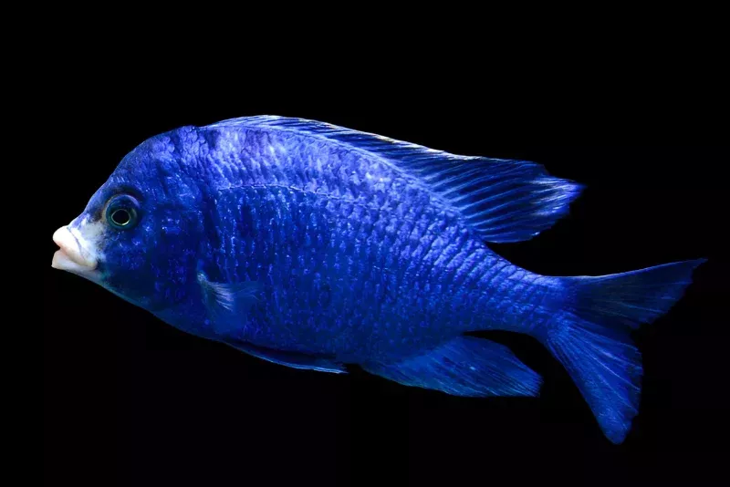 MDOKA WHITE LIPS (Placidochromis Phenochilus Mdoka) 3″
