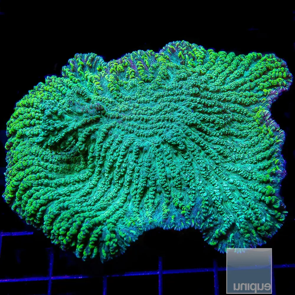 Merulina- Stock Frag