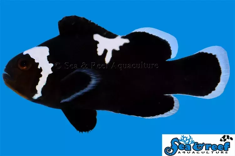 Midnight Lightning Clownfish
