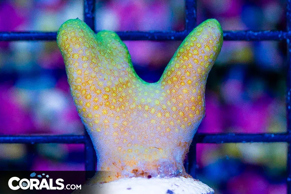 MIMF (Marshall Island Mariculture Farm) YELLOW PORITES Frag
