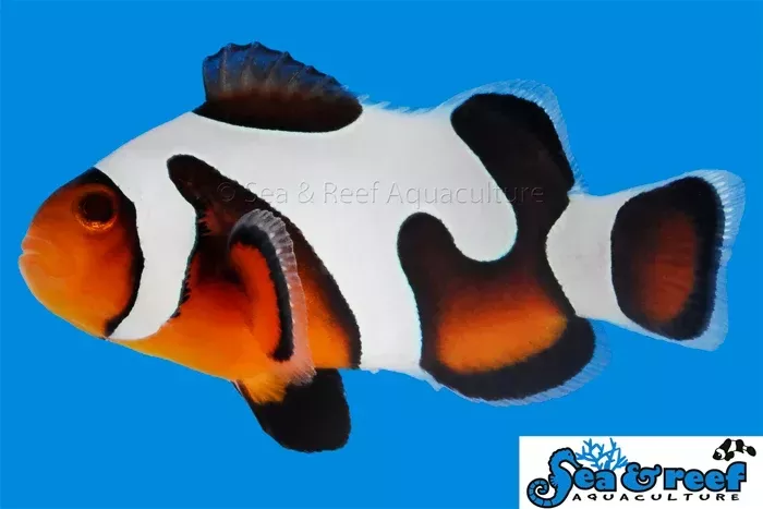 MochaVinci Clownfish