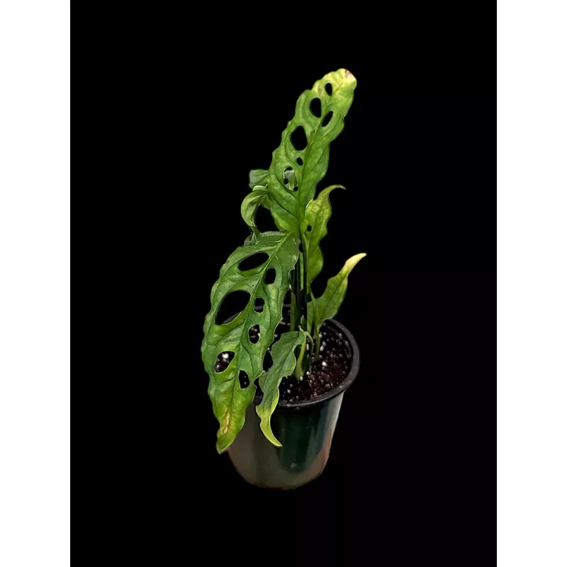 Monstera obliqua