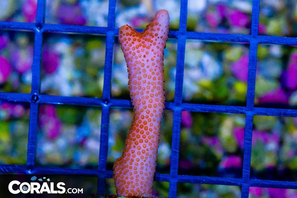 Montipora Digitata Frag
