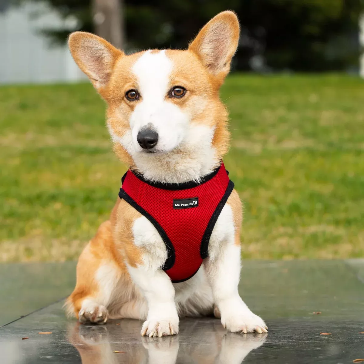 Mr. Peanut's PupTrek Harness and Leash Set,Small Dog/Cat Soft Mesh Step In Harness Vest