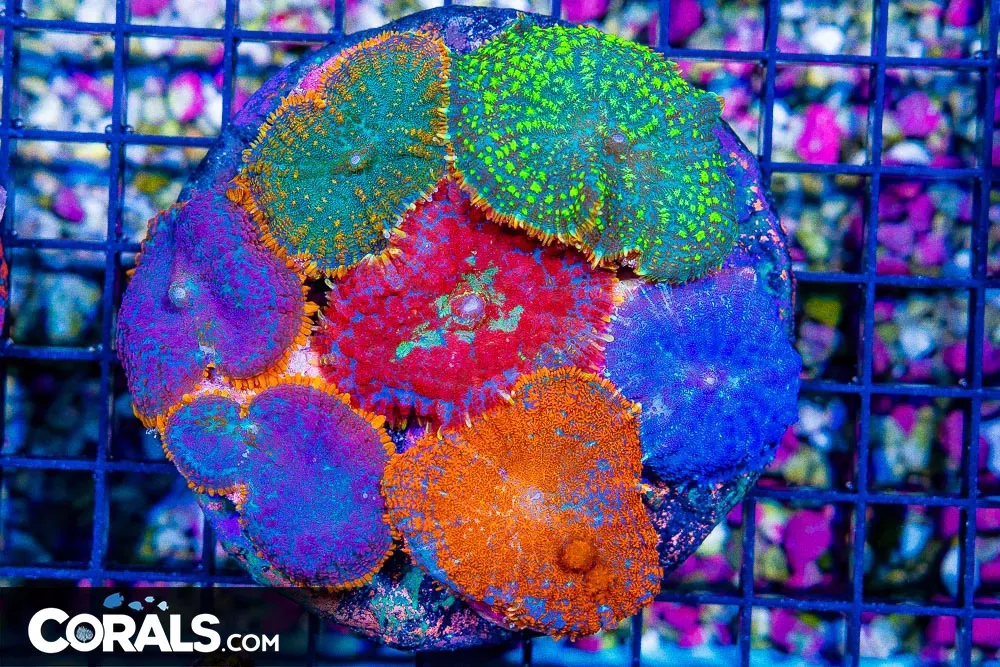 Mushroom Colony Rhodactis Rainbow! – INDO (Blue Video Inside!)