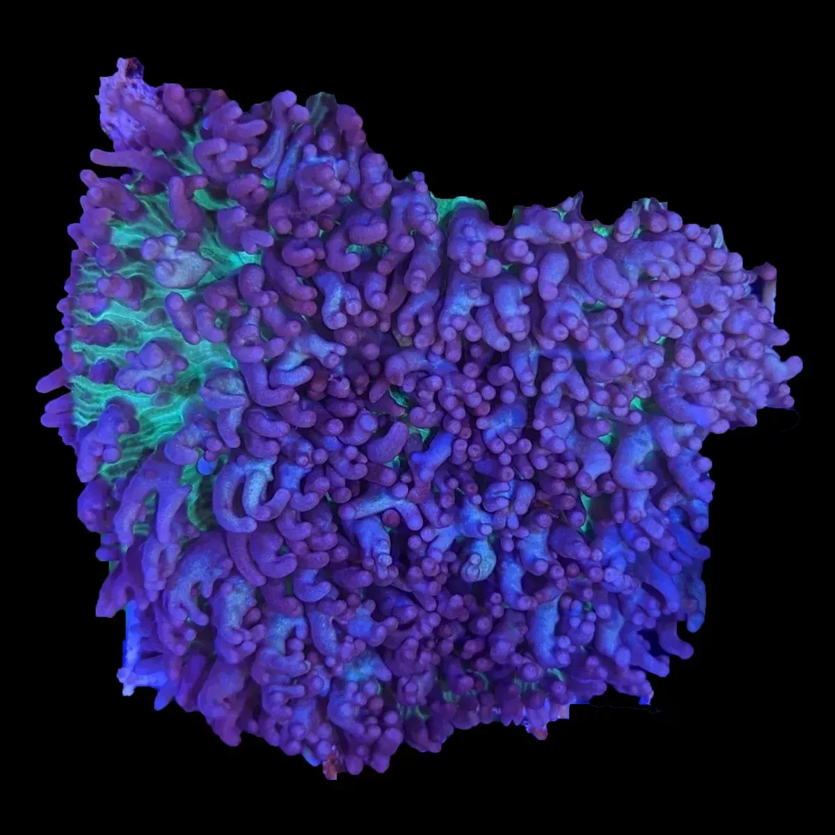 Mushroom – St. Thomas Rhodactis
