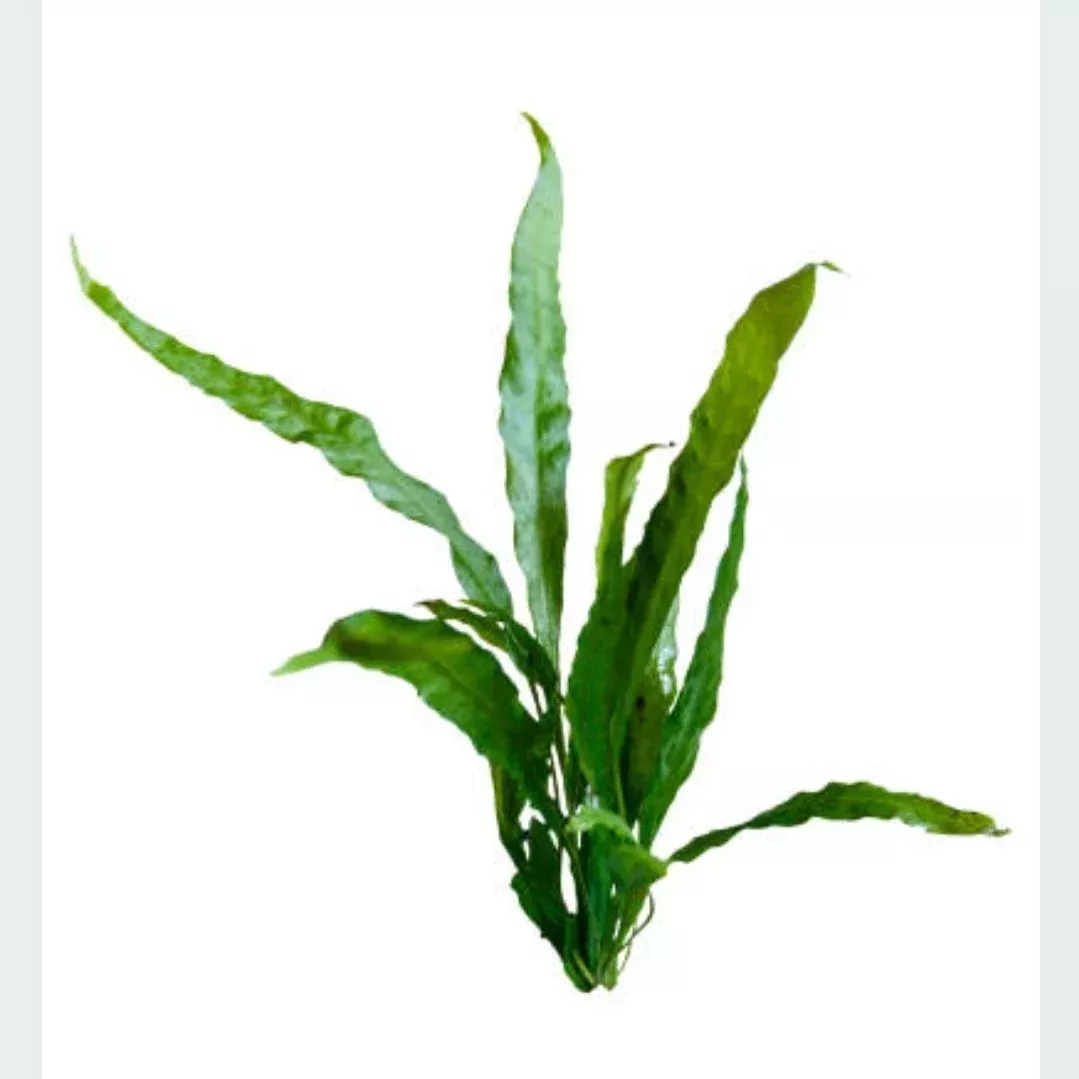Narrow Leaf Java Fern