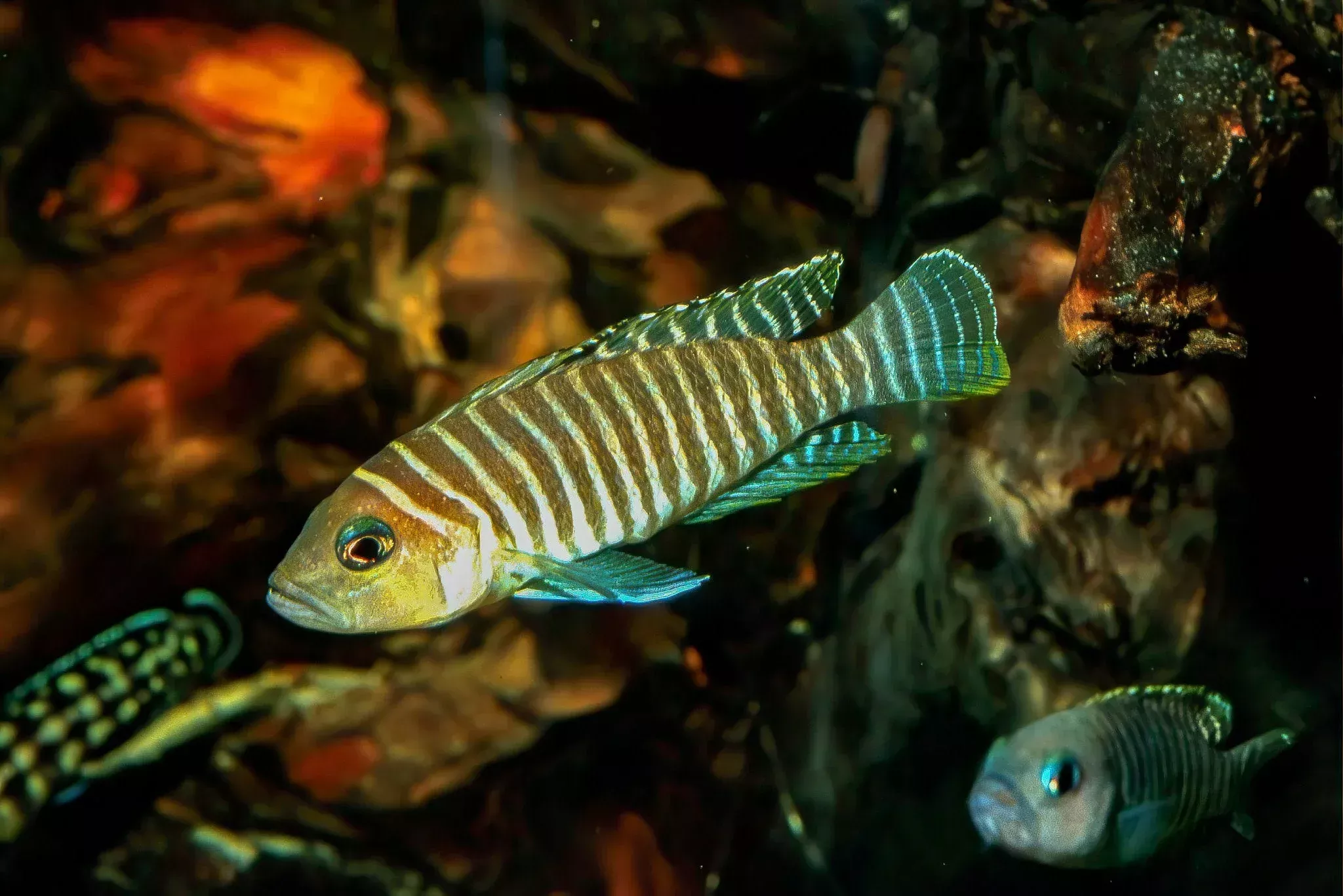 Neolamprologus Similis Cichlid