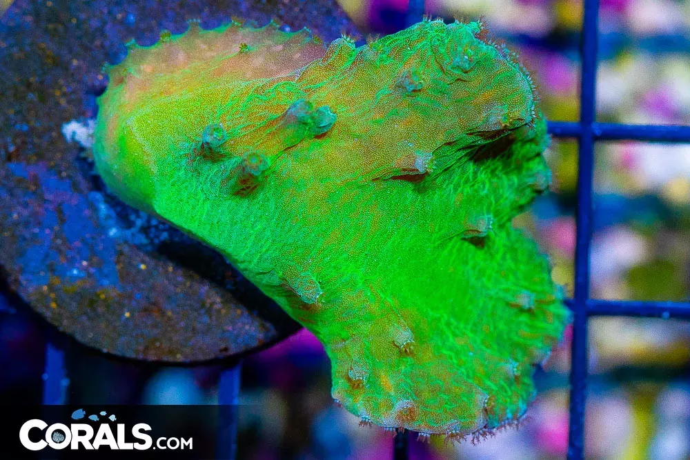 NEON Indo Cabbage Leather Frag Grows Well!