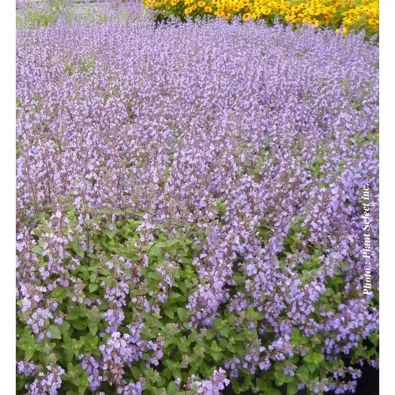Nepeta ‘Purrsian Blue’ | Customer Favorites