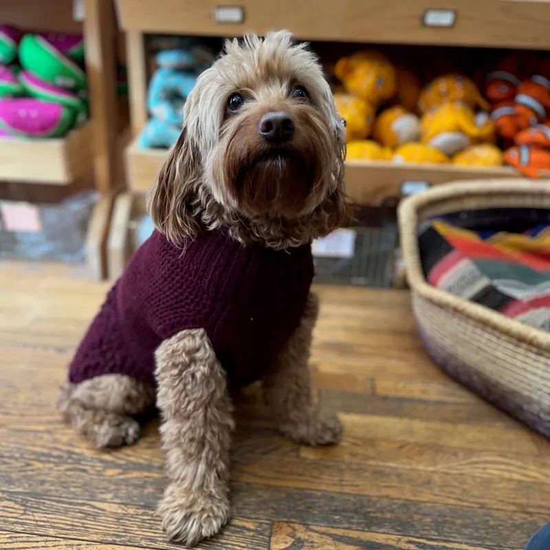 Ollie Turtleneck Sweater – Burgundy Burgundy