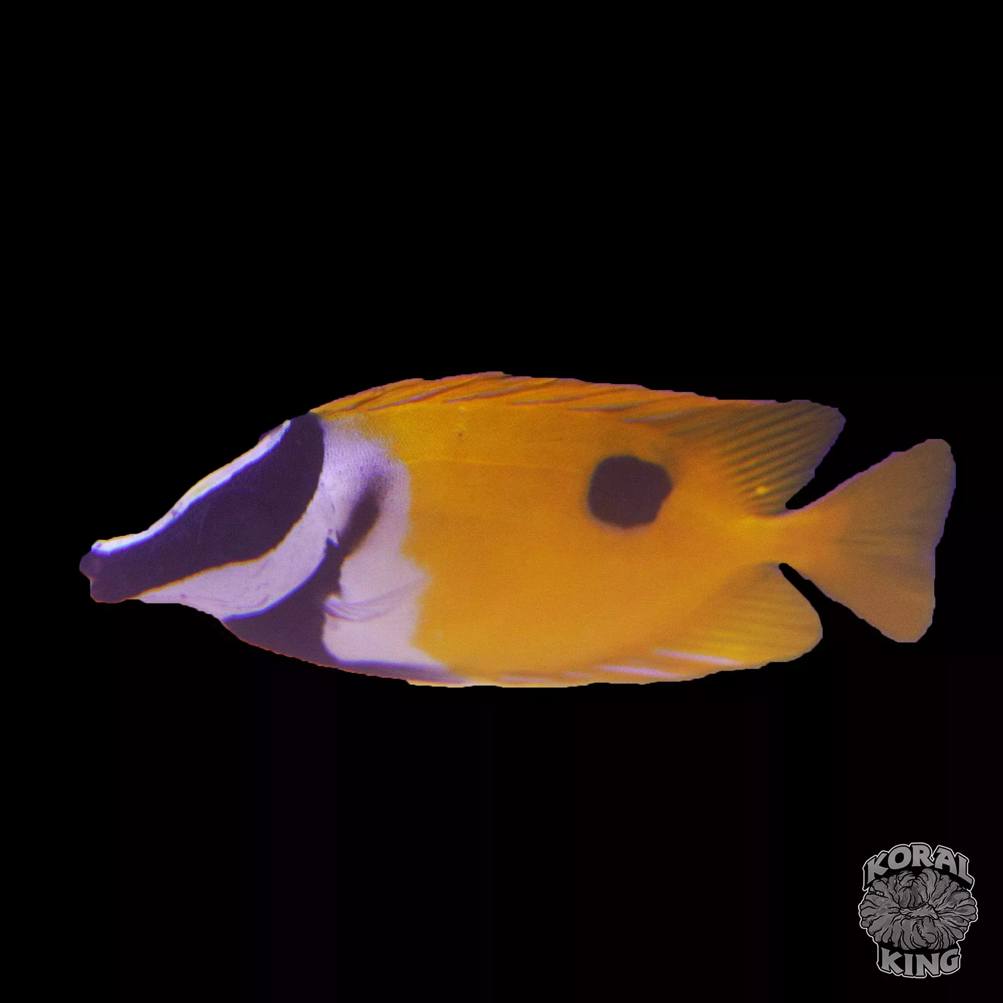 One Spot Foxface Rabbitfish