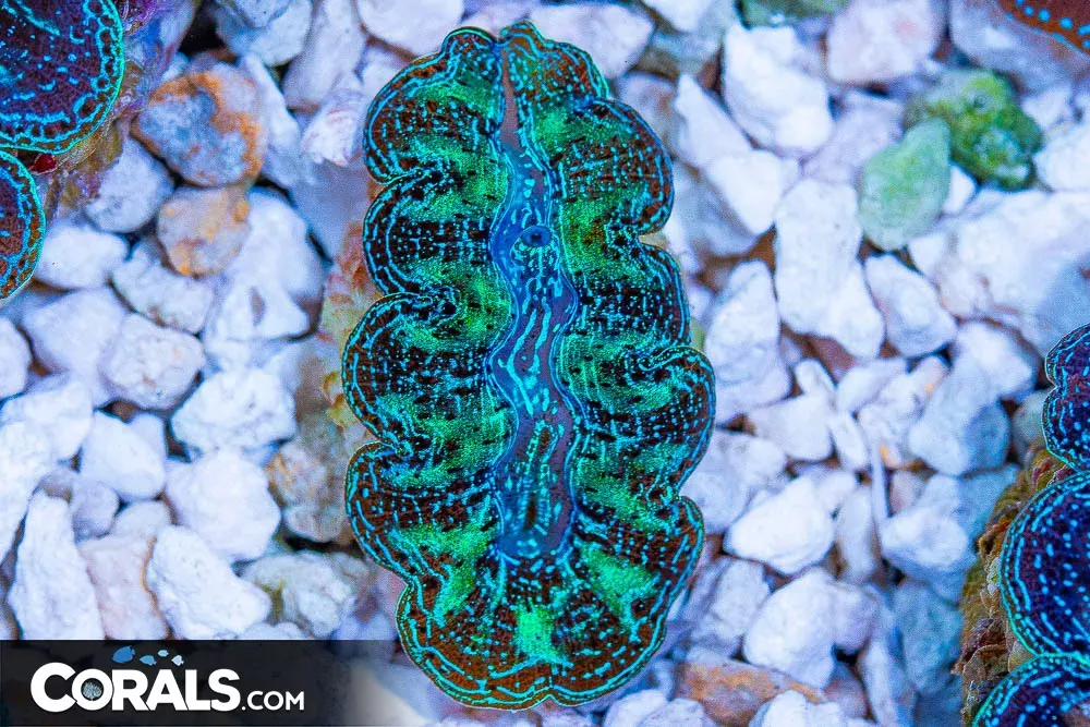 ORA CROCEA Clam MARICULTURED 1 – 1.5″ Approximately