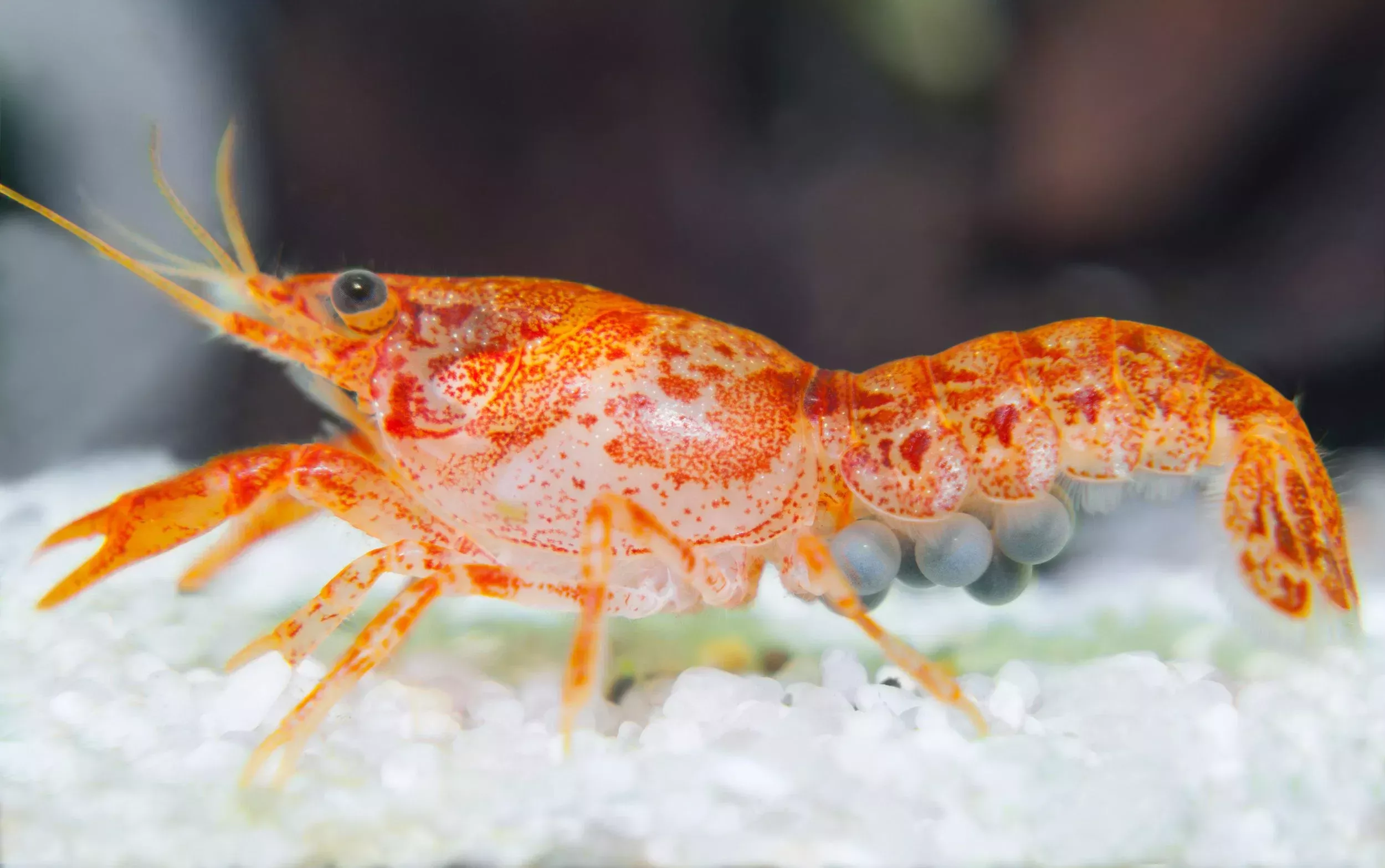 Orange Dwarf Mexican Crayfish