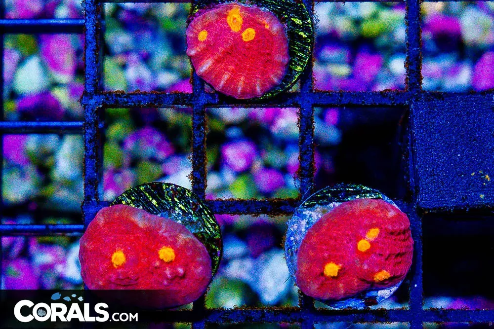 ORANGE EYE Chalice Frag – AQUACULTURED (Blue Video Inside!)