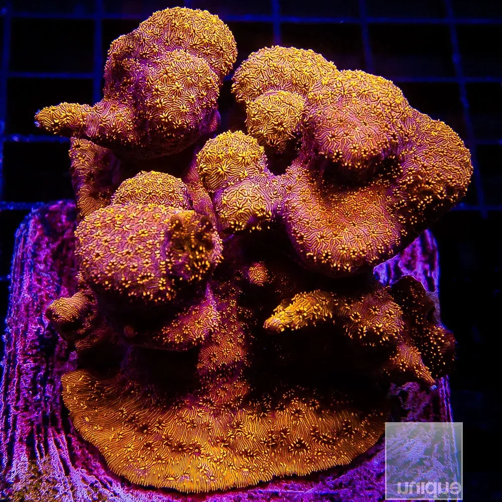 Orange Leptoseris- Stock Frag