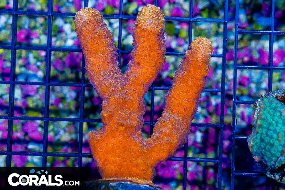 Orange Pavona Australia BRANCHING RARE TO GET!
